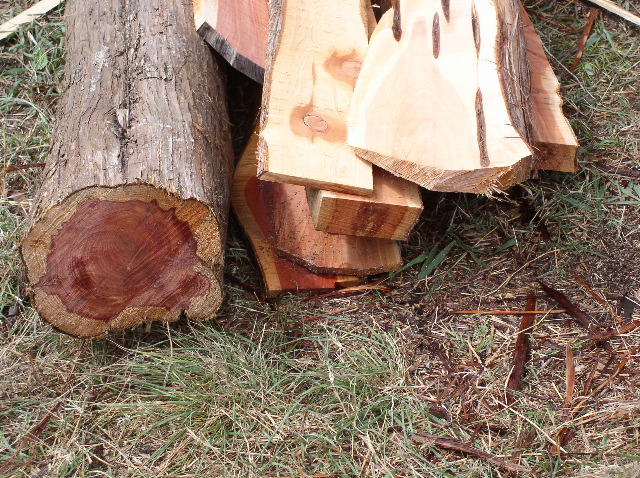 Cedar closeup