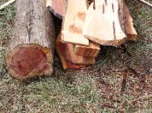 Cedar closeup